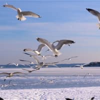 <p>The waters of Long Island Sound are frozen behind the gulls. </p>
