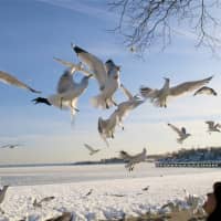 <p>Feeding the seagulls at Calf Pasture Beach in Norwalk. </p>