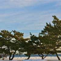 <p>The evergreens near the coastline at Sherwood Island State Park are in sharp contrast to the bright sky, white snow and Sound waters. </p>