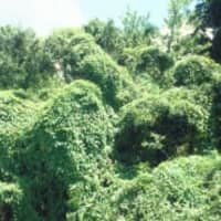 <p>Invasive weeds have become a problem in New Rochelle parks. </p>