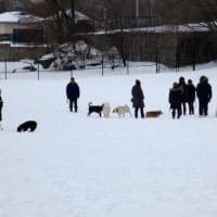 <p>All dogs were in heaven this week at Rye Beach.</p>