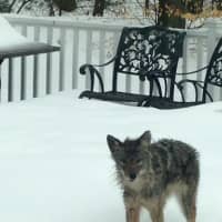 <p>A coyote stares from the patio after narrowly missing out on attacking the dog that belonged to the woman who took the photo in North Stamford. Police urge people to keep an eye on their pets and small animals after three attacks on dogs last week.</p>