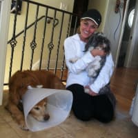 <p>Kerie Boshka of Red Fox Road holds Kipp, her Shih Tzu while Lexie, her golden retriever lies on the floor recovering from a coyote attack last week. Lexie fought off the coyote that had tried to get at the smaller Kipp. </p>