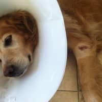 <p>Lexie, a golden retriever, lies on the floor recovering from an attack last week by a coyote in North Stamford. The wound where she was bitten through her leg is easily visible.</p>