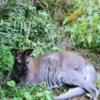 <p>Indy, the wallaby that has been missing from North Salem for almost three years.</p>