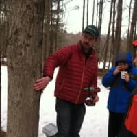 <p>Steve Conaway shows the preferred spot to tap a maple tree.</p>