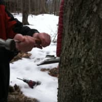 <p>A spile is hammered lightly into a tree to start collecting maple syrup.</p>