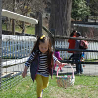 <p>Bring your own basket and enjoy finding eggs at Stamford Museum &amp; Nature Center.</p>