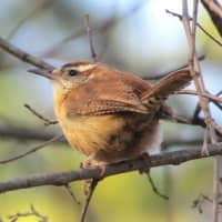 <p>A free public lecture on how to attract songbirds to your backyard will now be held at the Rowayton Community Center in Norwalk on Tuesday.</p>