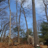 <p>A worker fell more than 40 feet from a tree in the backyard of a Fairfield home. </p>