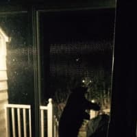 <p>A black bear wanders onto the back deck of a home on Partridge Lane in Darien Thursday night.</p>