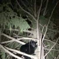 <p>A black bear in a tree behind a Darien home. </p>