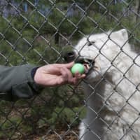 <p>Spencer Wilhelm gives Atka an Easter egg.</p>
