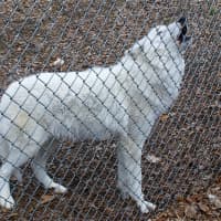 <p>Atka howls back, in response to howls from his visitors.</p>