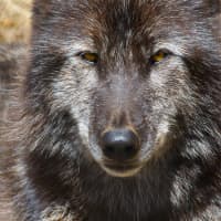 <p>Zephyr stares out at visitors at the Wolf Conservation Center.</p>