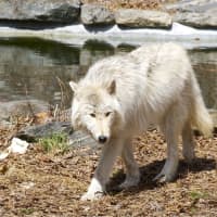 <p>Nikai roams in his enclosure at the Wolf Conservation Center. </p>