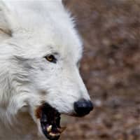 <p>Atka lets out a yawn, ready for his nap.</p>