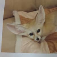 <p>A recent photo of Luna, the missing fennec fox from White Plains.</p>