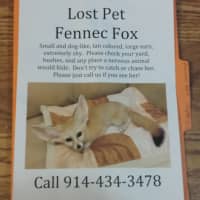 <p>Luna&#x27;s owners have posted flyers throughout the Highland Hills neighborhood where Luna scurried off a week ago..</p>