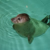 <p>Orange the harbor seal from the Maritime Aquarium in Norwalk is featured in a new ad for the Samsung Galaxy.</p>
