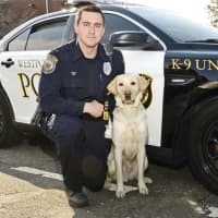 <p>Police Service Dog Chase, a 2-year-old Labrador retriever, is the newest member of the Westport Police Department.</p>