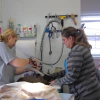 <p>Pet Rescue and Bully Baby Rescue teamed together to spay and neuter 60 feral cats April 11-12.</p>