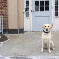 <p>Police Service Dog Chase, a 2-year-old Labrador retriever, is the newest member of the Westport Police Department.</p>