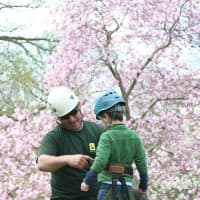 <p>An arborist outfits a youngster at last years junior arborist station at Wave Hill.</p>