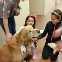 <p>Pet therapy dog, Blip.
</p>