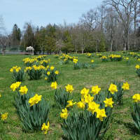 <p>Flowers bloom at Bruce Park in Greenwich. </p>