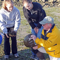 <p>Volunteers assisting with the horseshoe crab tagging.</p>
