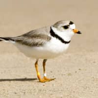 <p>The piping plover is among the summer visitors at Westport&#x27;s Cockenoe Island. </p>