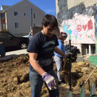 <p>A member of the Horace Greeley High School Habitat Club works in a Yonkers neighborhood as part of Earth Week. </p>