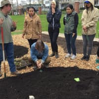 <p>Jono Nieger and Laurie Weinstein demonstrate planting strawberries at the new permaculture garden at WCSU in Danbury.</p>