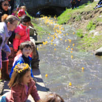 <p>Thousands of people turned out to attend the Rotary Rubber Duck Derby held on Saturday. </p>