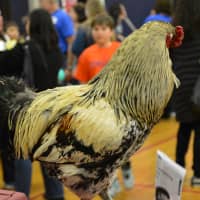<p>Some animals were present at the Chappaqua STEM Fest, including a chicken.</p>