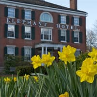 <p>Flowers bloom outside the Elephant Hotel in Somers. </p>