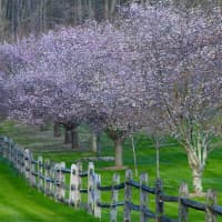 <p>Trees starting to bloom at Lasdon Estate in Somers.</p>