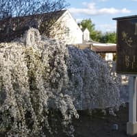 <p>Looks like spring at Mama Rosa&#x27;s!</p>