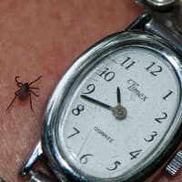 <p>The black-legged tick, more commonly known as the deer tick, transfers Lyme disease to people through bites.</p>