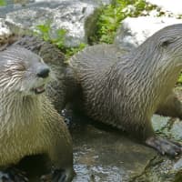 <p>A pair of otters entertain the crowd at the Otter Pond. </p>