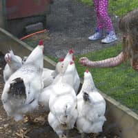 <p>Lia Vadkerti, 7, of Greenwich, feeds the chickens.</p>