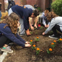 <p>Briarcliff Middle School students planted flowers in the school garden by the front entrance as part of Wellness Day. </p>