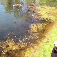 <p>The minnows keep mosquitoes away from ponds.</p>
