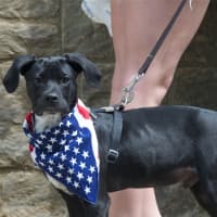 <p>Even pets were showing their patriotism.</p>