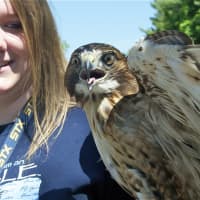 <p>A handler shows off a red-tailed hawk at Monday&#x27;s parade.</p>