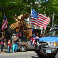 <p>The moose from the Moose Lodge hitches a ride </p>