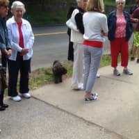 <p>Even the furry friends attended the Memorial Day parade in Tarrytown/Sleepy Hollow.</p>