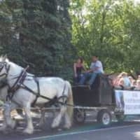 <p>Horse Driven buggies brought some Rye residents up Boston Post Road to the Village Green.</p>