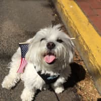 <p>Maria Sette&#x27;s dog Madison enjoys the Darien Memorial Day parade</p>